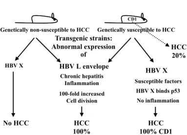 Fig. 2 - Transgenic mice and hepatocellular carcinoma (see the text).