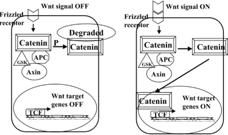 Fig. 4 - Wnt/APC/Axin/Beta catenin/Tcf signalling pathway (see the text). Figure adapted from PEIFER et al., 2000 83 .