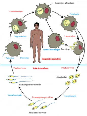 Figura  1:  Ciclo  biológico  do  parasita  Leishmania.  As  formas  promastigotas  do  parasita  são  transmitidas  para  o  hospedeiro  mamífero  após  a  picada  de  um  vetor  flebotomíneo  infectado