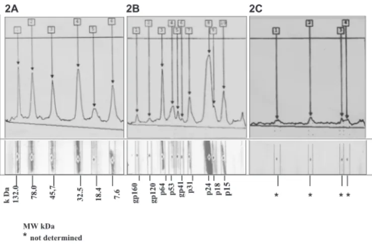 Figure 1A shows infected McCoy cells with altered morphology compared to control cells (Fig
