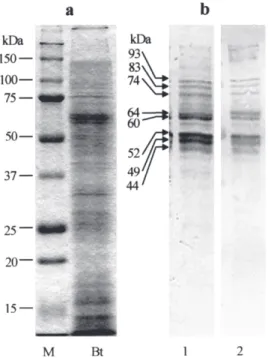 Fig. 7 - SDS-PAGE (a) and immunoblotting patterns (b) of Bt antigen. M: marker proteins;