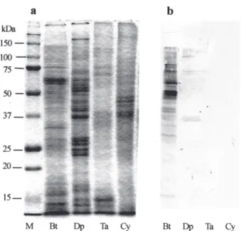 Fig. 9 - SDS-PAGE (a) and immunoblotting patterns (b) of various extracts from mites and chironomid species to mouse sera sensitized with Bt/CT mixture