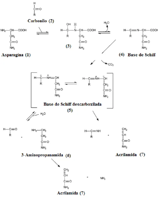 Figura 2 – Mecanismo de formação da acrilamida pela reação de Maillard (10). 