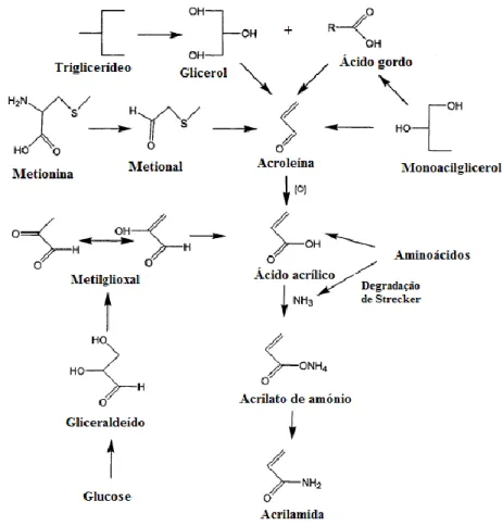 Figura 3 –Vias de formação da acrilamida a partir de glucose, aminoácidos e ácidos gordos (15)