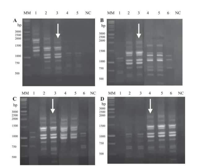 Fig. 1 - RAPD profile of T. flavida (Bug 52) amplified with primer OPA-2. Different concentrations of reagents were tested