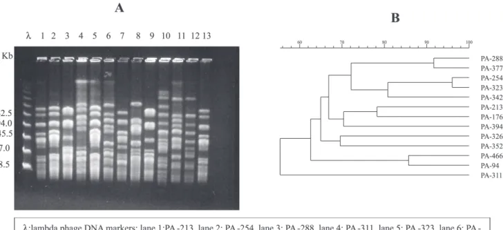 Fig. 3 - A) PFGE profiles of SmaI-digested chromosomal DNA of E. faecium isolates from patients in five hospitals in the city of Porto Alegre, Brazil