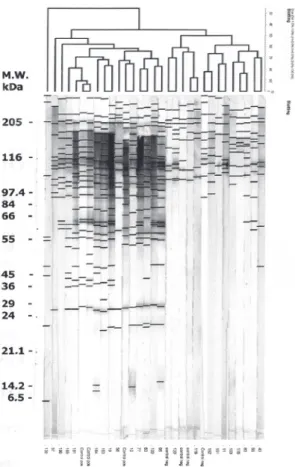 Fig. 2 - Dendrogram of immunoblotting performed with the 24 dog’s sera and positive and negative controls.