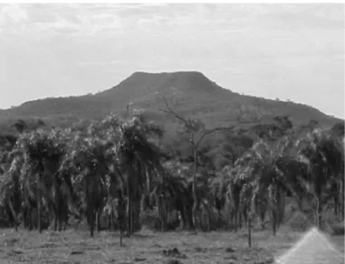 Fig. 2 - The hill called “Morro do Diabo” at the PEMD Ecological Reserve, semideciduous  tropical forest.
