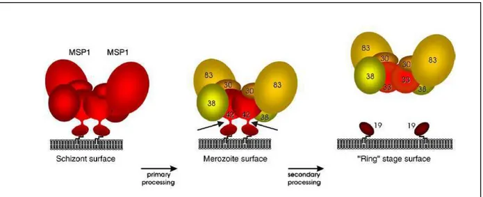 FIGURA 3: Modelo proposto para MSP-1 na superfície do parasito. Duas  moléculas de MSP-1 formam um dímero na superfície de esquizontes