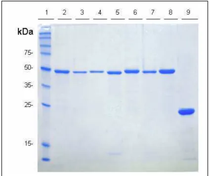 FIGURA  9:  Análise  em  SDS-PAGE  12,5%  das  proteínas  recombinantes  após  purificação  e  diálise