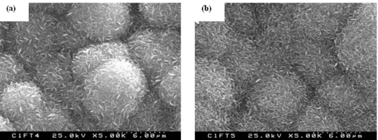 Figure 4: Detail SEM micrographs of the HA layer formed on the surface of composite C5 after  soaking in SBF for (a) 14 and (b) 21 days