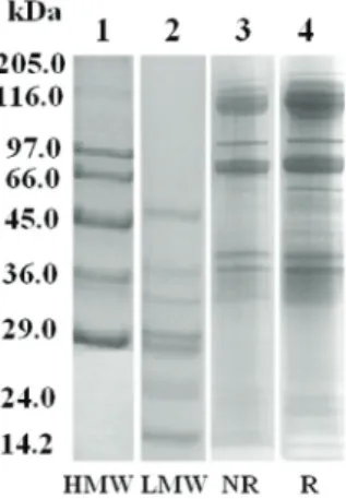Fig. 1 - 12.5% SDS-PAGE of L. geometricus venom. HMW: high molecular weight markers. 