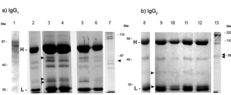 Fig. 4 - 12.5% SDS-PAGE from the digestion of IgG 1  (a) and IgG 2  (b) by Sporothrix schenckii  exoantigens