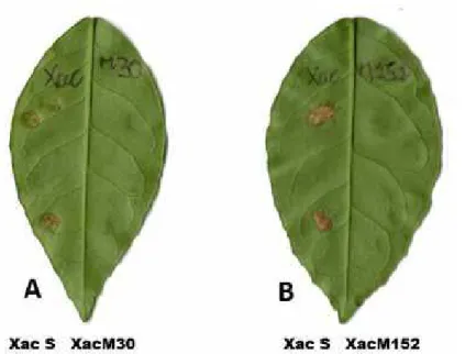 Figura 9. Mutantes de Xanthomonas citri subsp. citri inoculados em folhas de laranjeira Pêra  Rio (Citrus sinensis) após 30 dias de cultivo