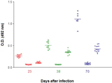 Fig. 3 - Dynamics of ELISA estimated circulating anti- T. canis Ig G antibodies in BALB/c  mice infected with Toxocara canis (), Schistosoma mansoni (), and concomitantly ()  with both parasites