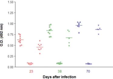 Fig. 5 - Dynamics of ELISA estimated circulating anti- T. canis Ig G antibodies in BALB/c  mice infected with Toxocara canis (), Toxoplasma gondii (), and concomitantly () with  both parasites