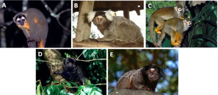 Fig. 1 - Neotropical primate species born and bred in captivity at the National Center of Primates in Ananindeua municipality, Pará State, Brazil, that were used for studying the ex vivo peritoneal  macrophage L