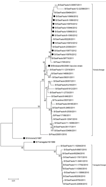 Fig. 1 - Phylogenetic tree of a full-length HA gene of influenza B sequences. Tree was  constructed by neighbor-joining method (Kimura 2-parameter) using MEGA version 5