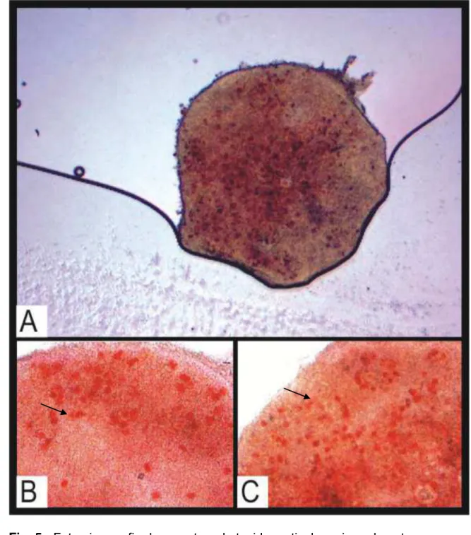 Fig. 5  - Fotomicrografia de amostras de tecido cortical ovariano de gatas 317 