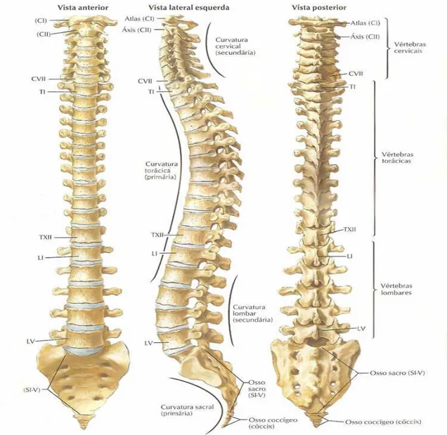 FIGURA 2.2 Coluna vertebral humana. Da esquerda para a direita: vista anterior, vista lateral esquerda e vista posterior.