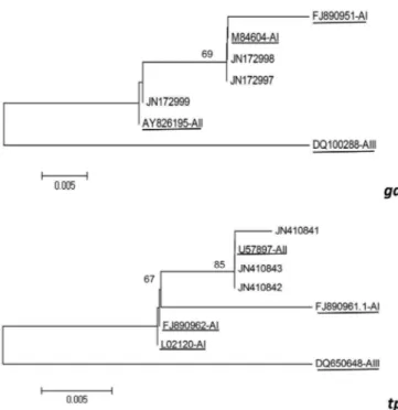 Fig. 1 - Dendrograms of Giardia duodenalis based on nucleotide  sequences of gdh  and  tpi  genes