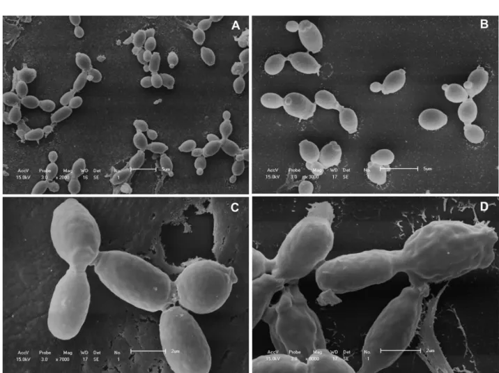 Fig. 1 - Scanning electron microscopy of C. albicans cells cultured for 2 h (A) and 6 h (B) without treatment (control) and for 2 h (C) and 6 h (D) in the presence of 281.24 µg/mL of S