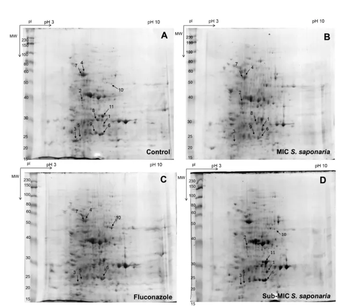 Fig. 2 - 2-D expression profiles of proteins from C. albicans ATCC 90028. (A) Untreated control, (B) treated with the MIC of S