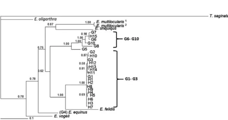 Fig. 1 - Genetic relationships of Echinococcus granulosus isolates from the Golestan province; Iranian and reference sequences of E