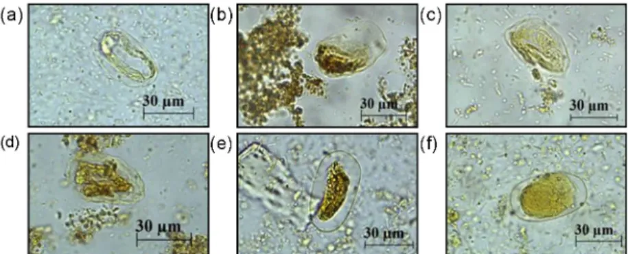 Figure 1 - Morphological changes in Strongyloides venezuelensis eggs after treatment with lyophilized latex from (a) Carica  papaya at 1:1,000 and (b and c) purified papain at 2.8 mg/mL