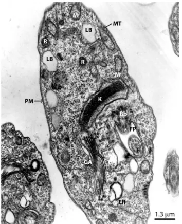 Figure 1 - Transmission electron micrograph of T.cruzi  epimastigotes showing normal morphology of the kinetoplast  (K), plasma membrane (PM), subpellicular microtubules  (MT), mitochondria (M), Golgi apparatus (GA), basal body  (Bb), flagellar pocket (FP)