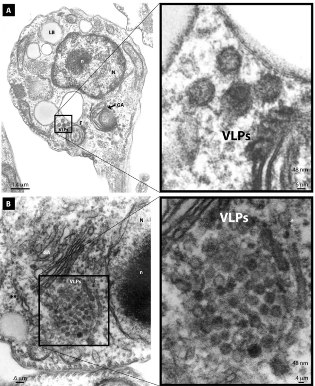 Figure 3 - Electron micrographs of T. cruzi epimastigotes grown in RPMI medium showing 48 nm VLPs: a) a small cluster of VLPs  at a distance from the Golgi apparatus (GA); b) a large cluster of VLPs localized close to the GA