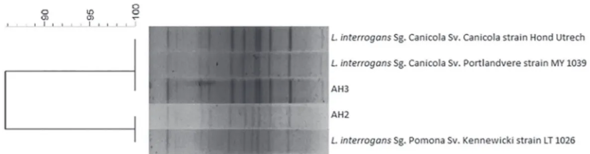 Figure 2 - PFGE image and dendrogram showing that the AH2 pattern matches that of the reference strain L