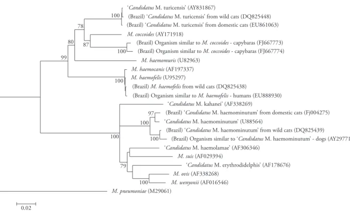 Figure 1. Phylogenetic tree of 16S rRNA gene sequences of Brazilian hemoplasma isolates and other hemoplasma sequences held in the  GenBank database
