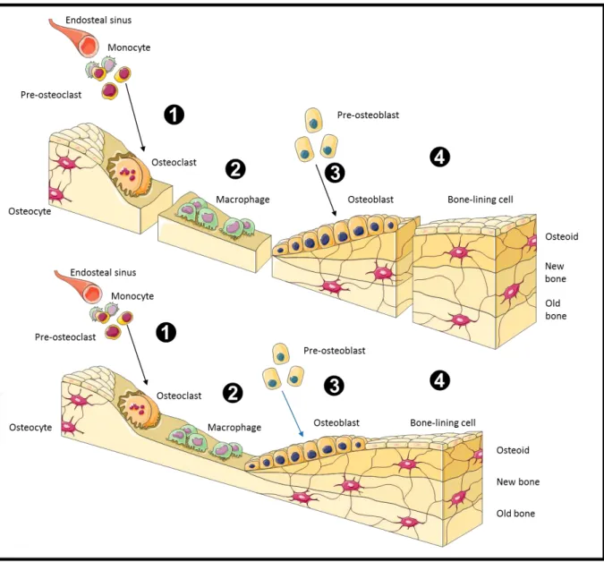 Figura  4.  Imagem  ilustrativa  da  Unidade  Multicelular  Óssea  (BMUs)  compostas  por  células  ósseas  osteoclásticas, osteoblásticas e osteócitos e processo de remodelamento ósseo que consiste  ڤ recrutamento de  precursores  de  células  osteoclásti