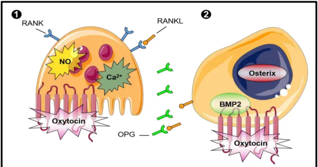 Figura  6.  Imagem  ilustrativa  da  presença  de  receptores  de  OT  (Oxtr)  e  da  modulação  da  OT  em  células  ڤ  osteoclásticas e ڥ osteoblásticas (ADAPTADO de Tamma, 2009) 