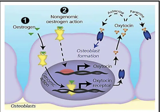 Figura 7. Imagem ilustrativa das vias de ação estrogênica ڤ genômica e ڥ não-genômica sobre a estimulação  da síntese de OT e seu receptor (Oxtr) (ADAPTADO de Colaianni, 2014) 