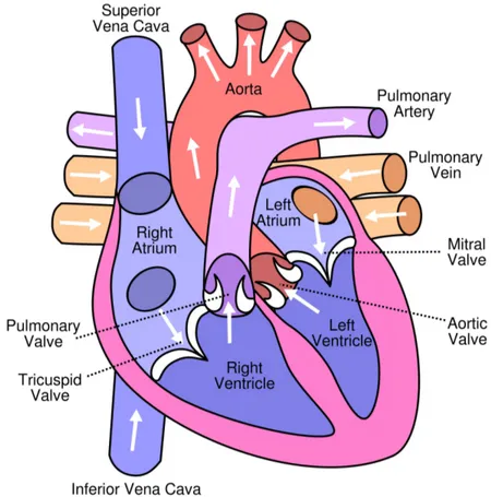 Figure 2.1: Human heart, showing four chambers, veins, arteries and valves (adapted from [50])
