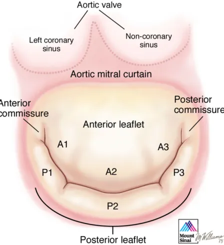 Figure 2.4: Anatomy of the mitral valve (adapted from [58])