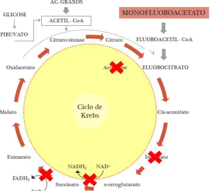 Figura 1. Ação do monofluoroacetato de sódio no ciclo de Krebs.