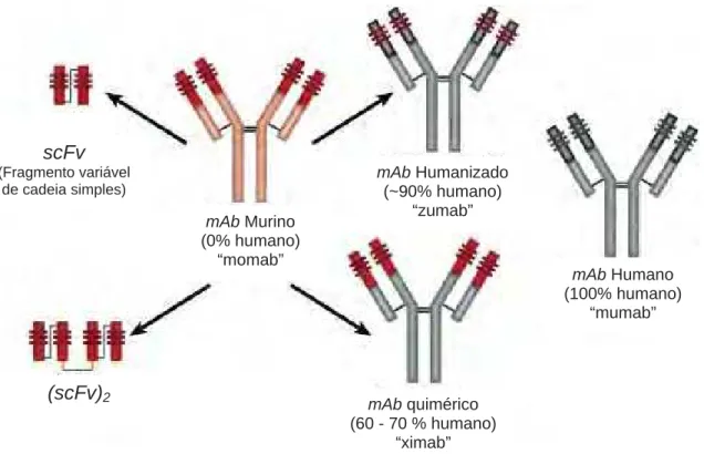 Figura 1 – Gerações de anticorpos terapêuticos, suas denominações e especificações  (Adaptado de Ben-Kasus et al