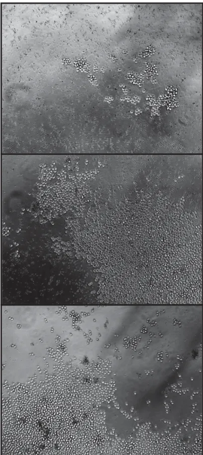 Figura 13 – Fotomicrografias dos clones 10 dias após a micromanipulação (Aumento de 100X, Ph1)