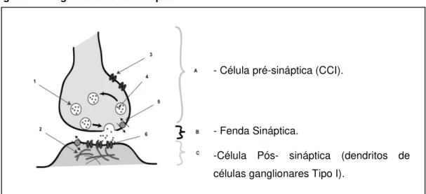 Figura 4 - Diagrama de uma sinapse* 