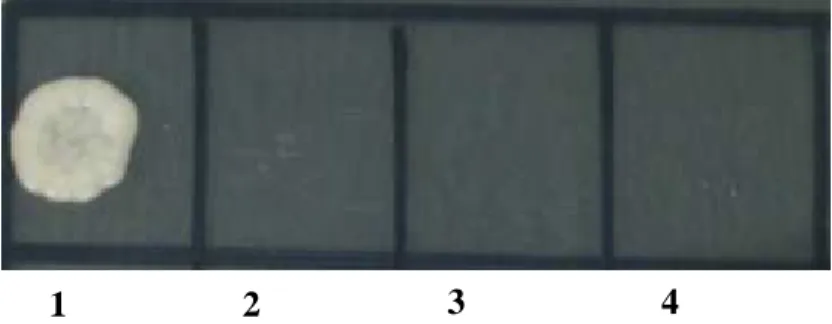Figura  6:  Análise  da  atividade  fungicida  do  peptídeo  des-His16-LyeTx  I  contra  C
