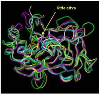 Figura 1: Superposição estrutural de cinco serino proteases e de seus sítios ativos nas  respectivas enzimas: quimotripsina bovina (amarelo), calicreina porcina (rosa), tripsina  bovina  (azul),  tonina  de  rato  (cinza)  e  elastase  porcina  (verde)