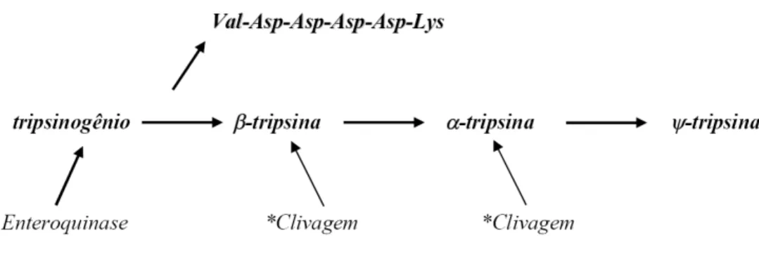 Figura  5:  Conversão  de  tripsinogênio  nas  isoformas  de  tripsina.  *A  β-tripsina  recém  formada também atua na ativação junto à enteroquinase e nas clivagens adicionais 