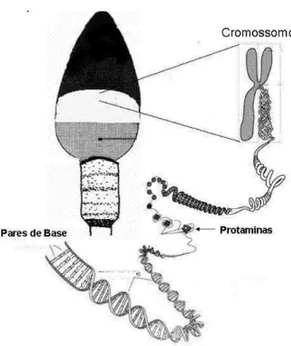 Figura 2. Estrutura da cromatina do espermatozóide (criado por Vasconcelos - Programa paint Windows xp)    