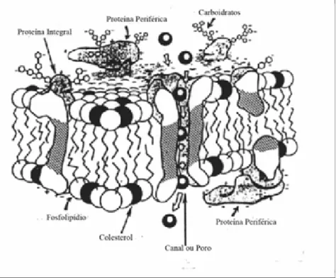 Figura 3. Organização da membrana plasmática modelo “mosaico fluido” (Zafian, 1984). 