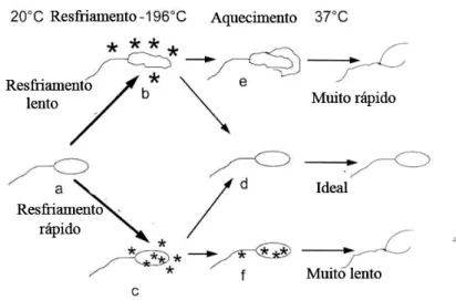 Figura  10.  Representação  esquemática  das  mudanças  físicas  no  espermatozóide  eqüino  durante  o  congelamento  (Amann e Pickett, 1987)