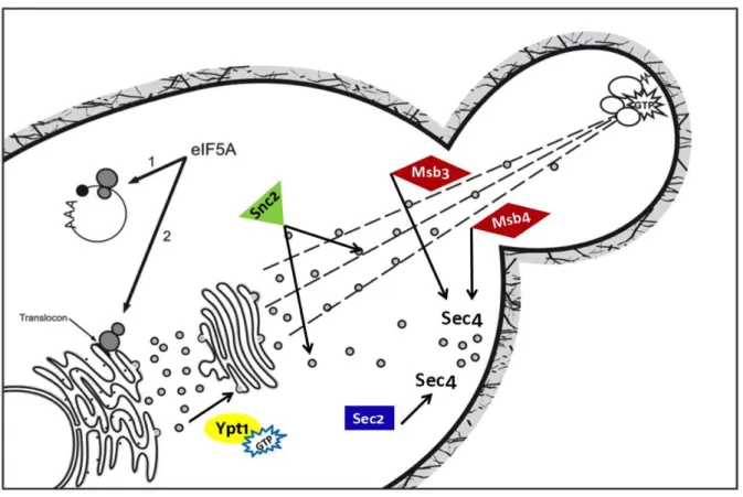Figura  5.  Interações  genéticas  entre  eIF5A  e  proteínas  de  diversas  etapas  da  via  secretória