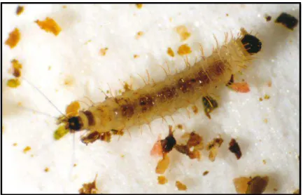 Figura  3:  Flebotomíneos  adultos  do  gênero  Lutzomyia.  (A)  macho;  (B)  fêmea  ingurgitada após realização de repasto sanguíneo